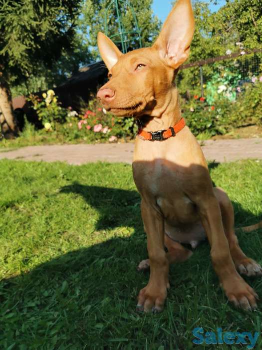 Фараонова собака, фотография 3