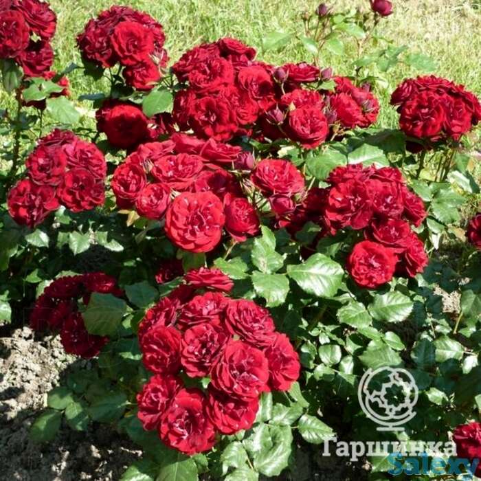 Роза лаваглут флорибунда, топалович, фотография 1