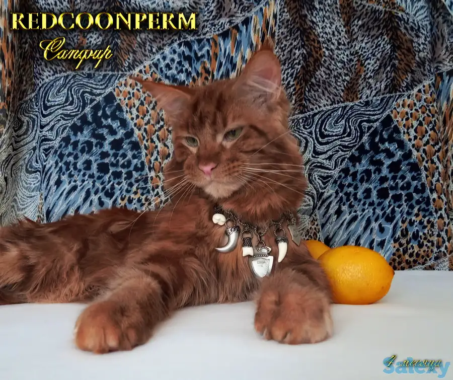 Мейн Кун красный солид. Шоу класс. Питомник, фотография 4