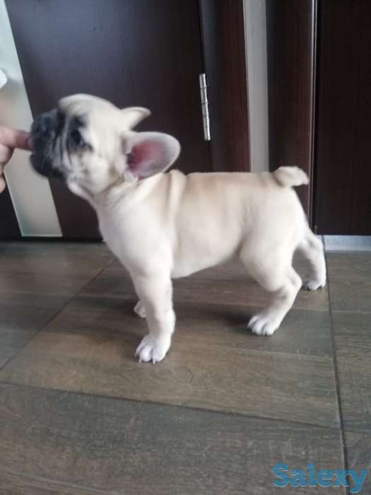 Продам щенков французского бульдога, фотография 10