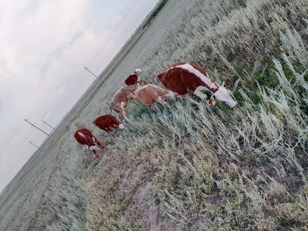 Продам 2 коровы с телятами. Можно без телят. Дойные коровы. Плохих прывычек нет. Умные, красивые, стройные коровы, фотография 8