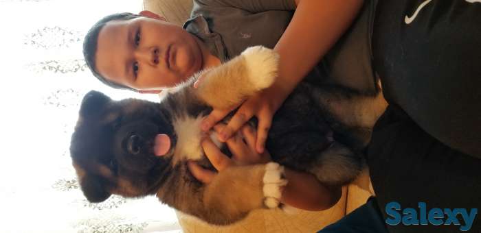 продам щенков Американская акита, фотография 3