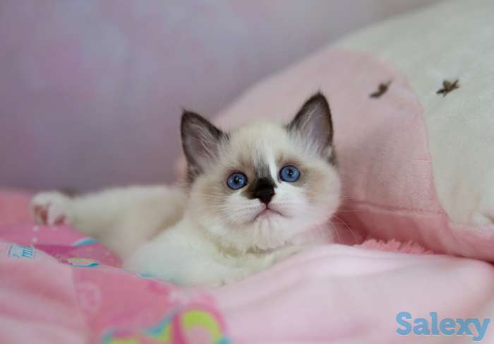 Великолепные котята породы Рэгдолл, фотография 4