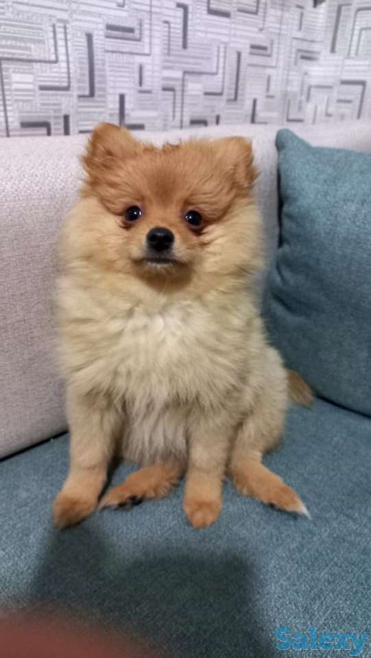 Девочка шпицуля, фотография 2