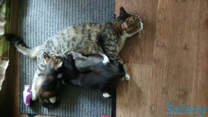 Отдам котят, фотография 4