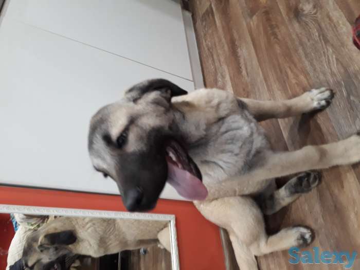 Щенки Кангала, фотография 3