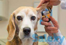 Ветеринарные услуги в Алматы, фотография 1