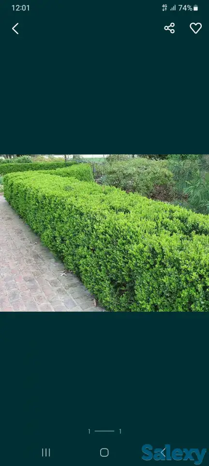 Обрезка и спил деревьев, фотография 2