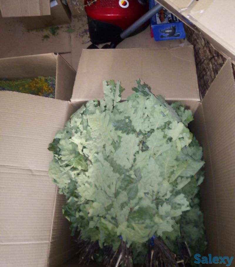 Дубовые веники, фотография 2