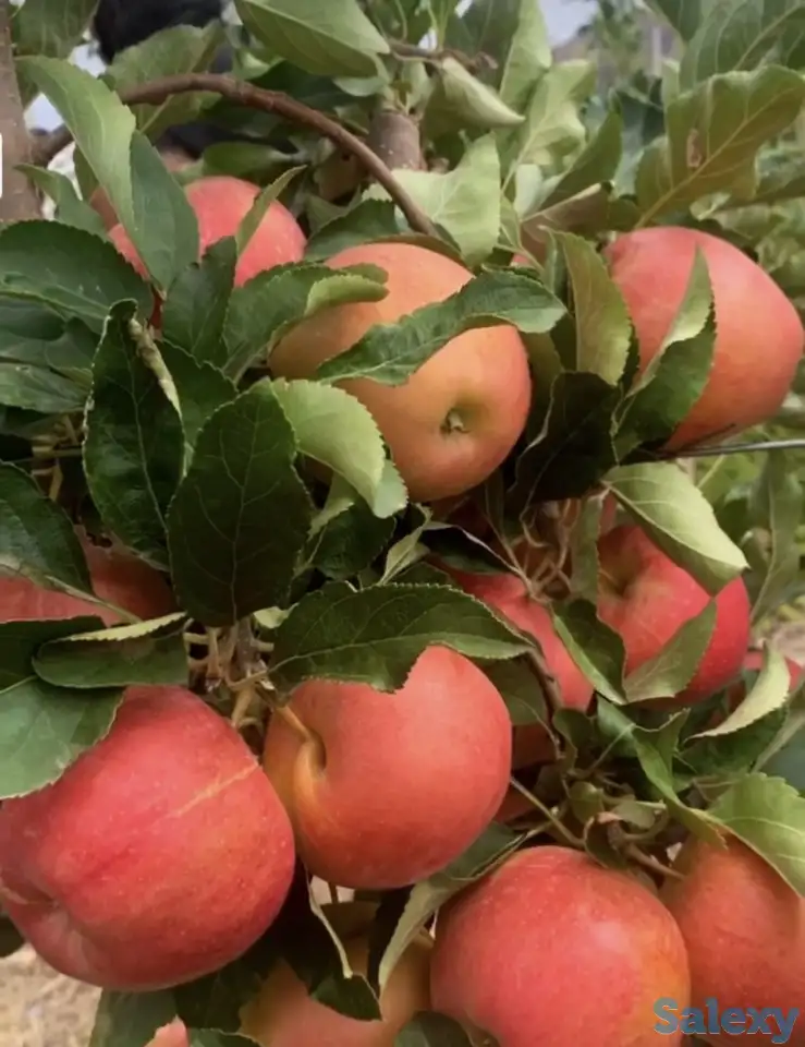 Плодоносящие интенсивный яблоневый и косточковый сады, фотография 5