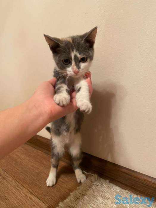 Отдам котенка в хорошие руки!, фотография 1