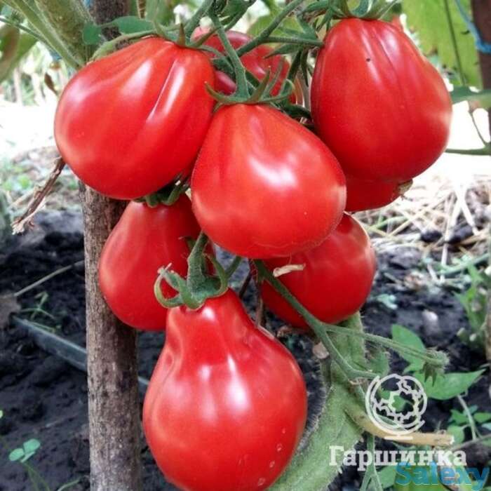 Семена Томат Японский трюфель красный 20шт, фотография 1