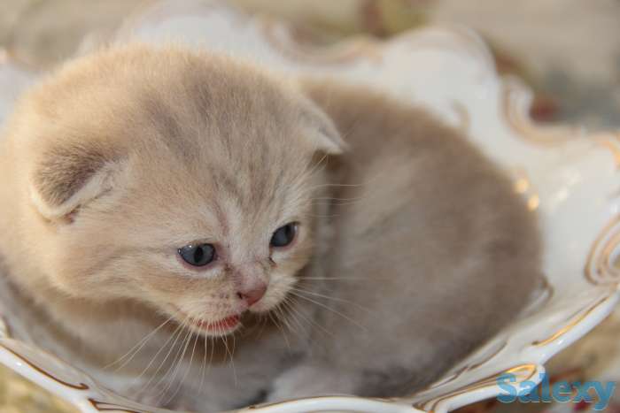 Продажа/бронирование, фотография 3