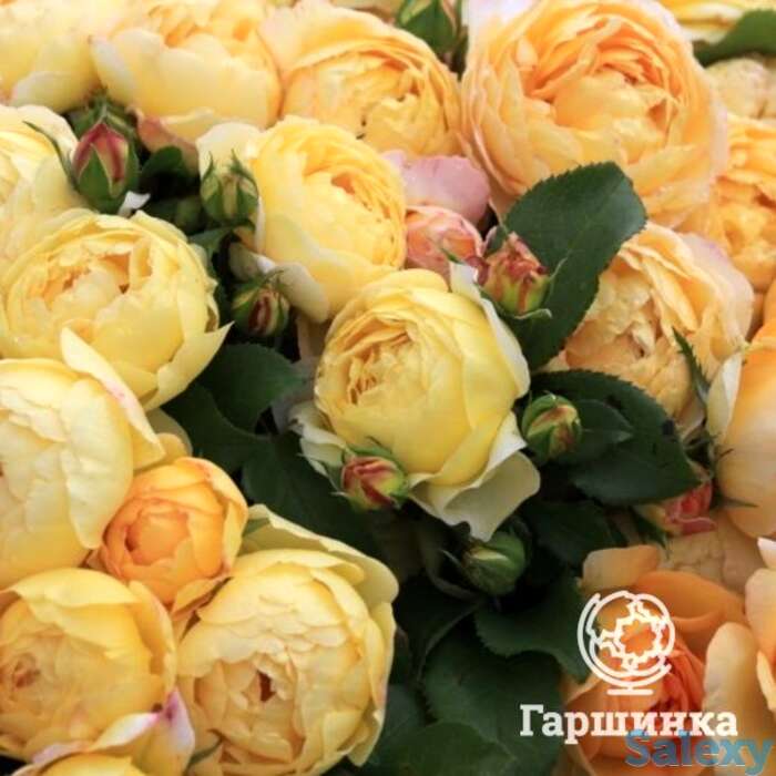 Роза шато де шеверни, дельбар, фотография 1