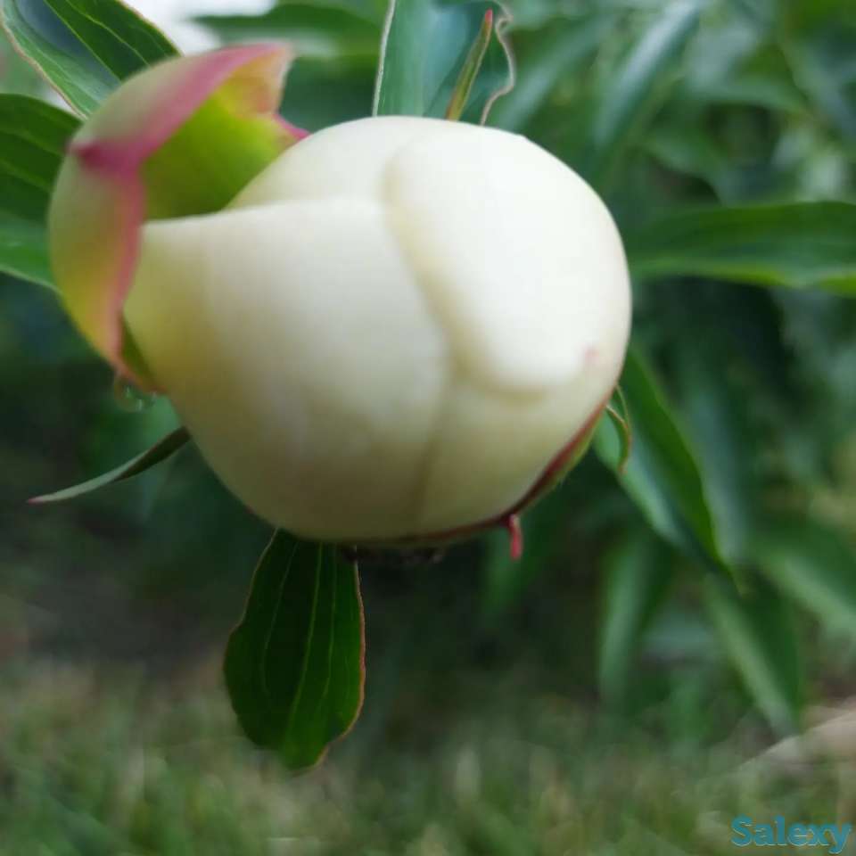 Пионы букеты Пионы с сада, фотография 3