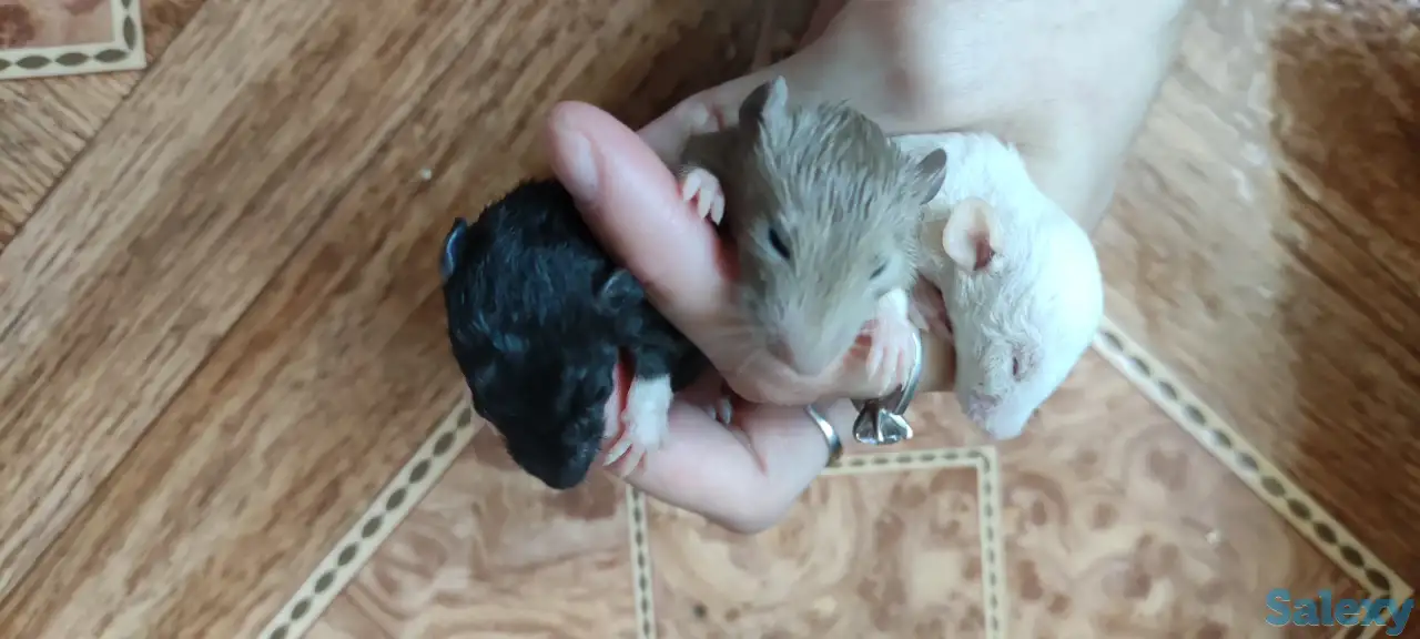 Отдам даром крысят, домашние , приучены к рукам , возраст 3 недели , есть и бежевые и белые и черные и двухцветные, фотография 2