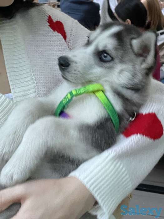 Щенок Хаски 2мес, фотография 7