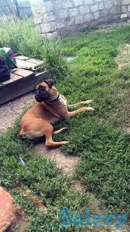 Молодой немецкий емецкий боксёр, фотография 1