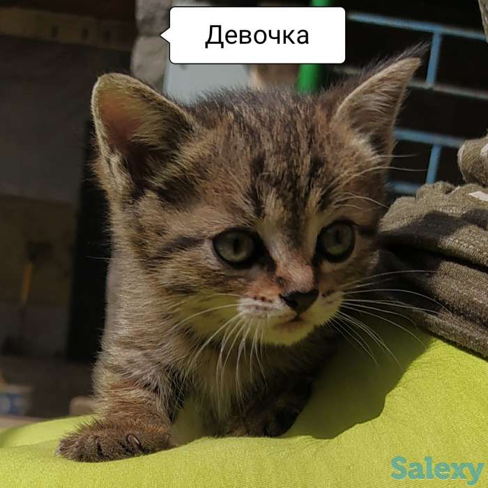 Отдам замечательных котят в добрые руки! Бесплатно! Мама тайская кошка, фотография 5