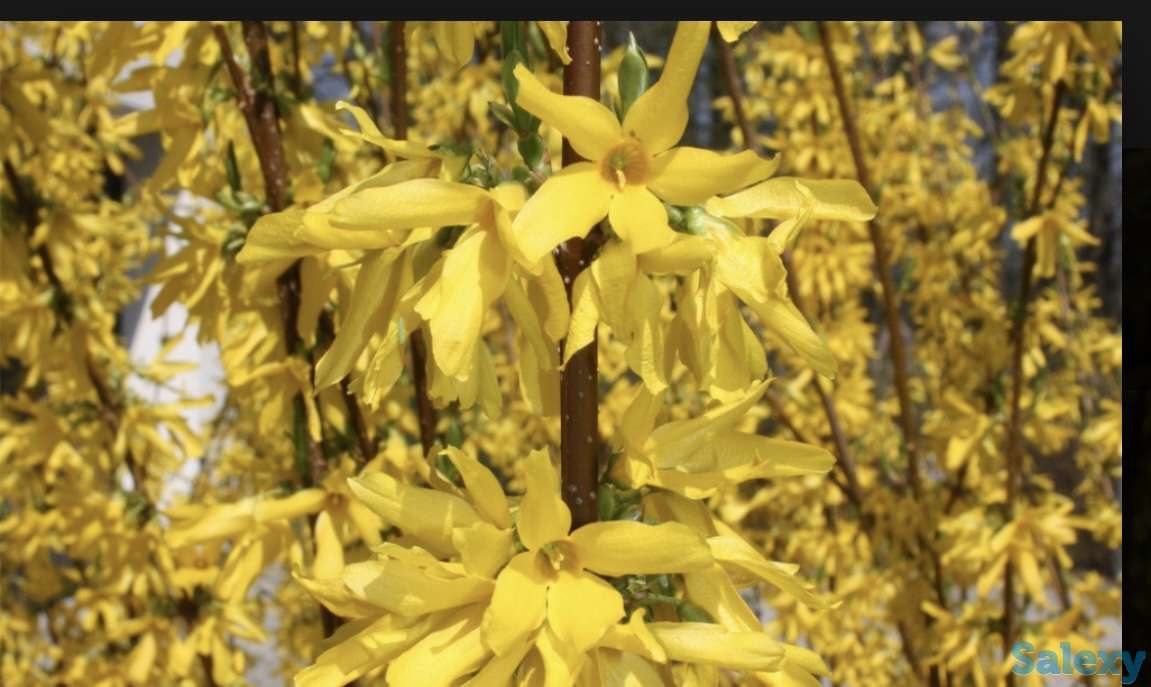 Саженцы, фотография 8