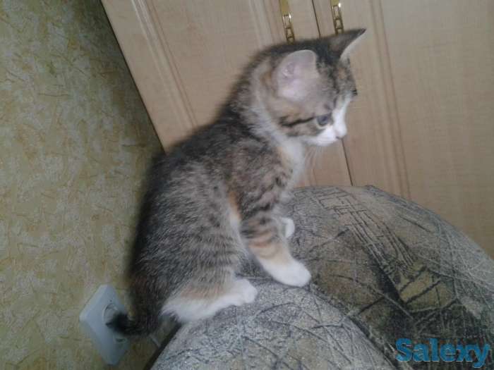 Отдам котят, фотография 6