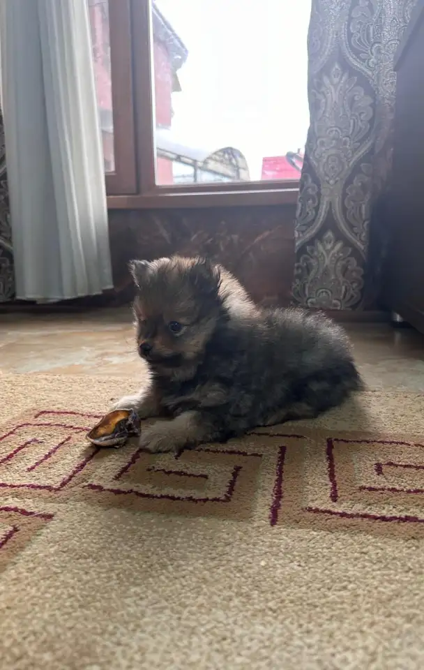 Шпиц- мальчик, фотография 2