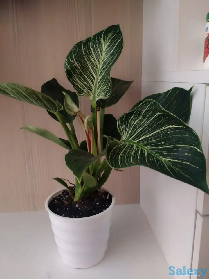 Комнатные растения, фотография 1