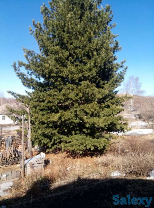 саженцы. посадочный материал. кедр, пихта, голубая ель, липа, дуб, рябина, чёрная смородина., фотография 1