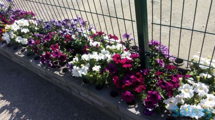 Цветы Петунии, фотография 2