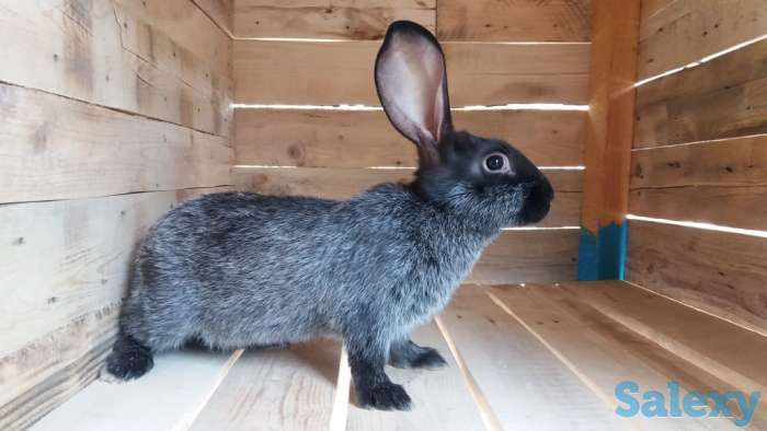 Продам  мясо кролика, фотография 2