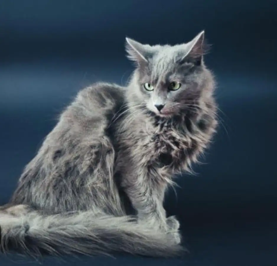 Породистая кошка в дар, фотография 1