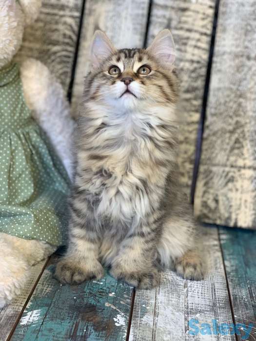 Экзотическая порода! Пикси-боб, кошка-рысь, фотография 5