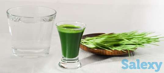 Витграсс - сок ростков пшеницы!, фотография 2