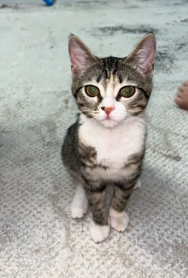 Бесплатно котята! Британец и бенгальская порода, фотография 9