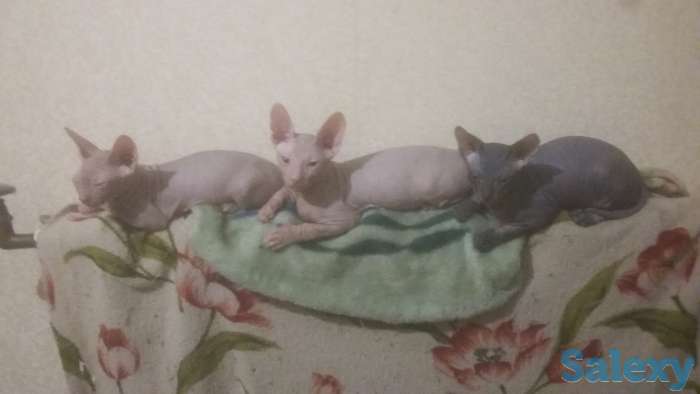 Продам котят породы Донской сфинкс.Ласковые,игривые к лотку приучены.Недорого., фотография 1