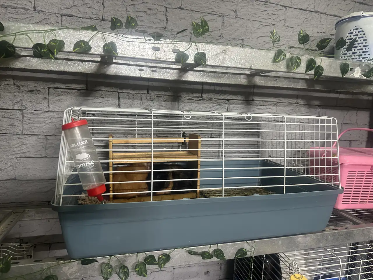 Морские свинки, фотография 3