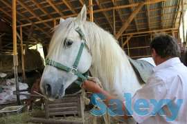 сундет белый конь, фотография 1