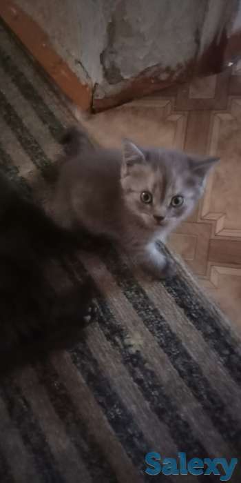 Котята, фотография 5