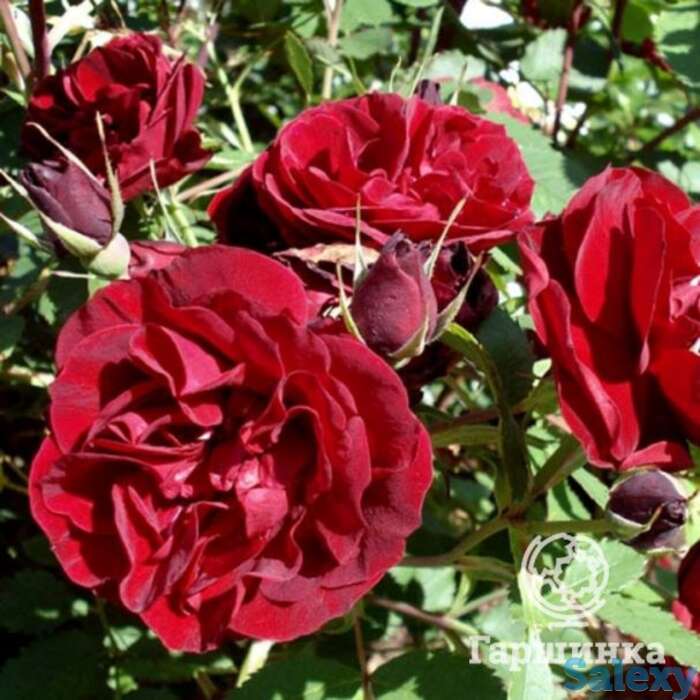 Роза хоуп фо хьюманити канадская парковая к/с, фотография 1