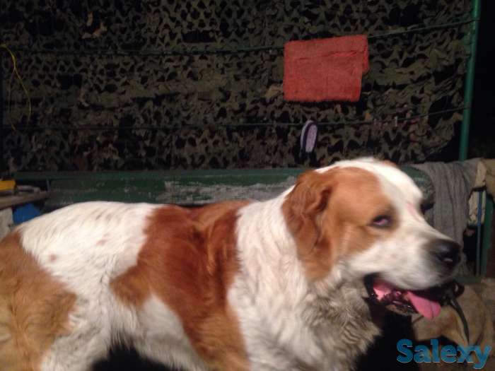 ищу невесту, фотография 2