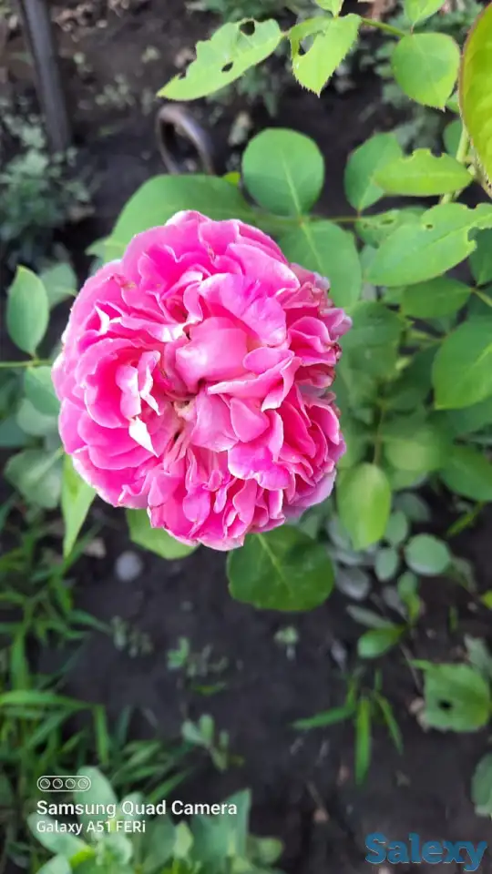 Садовник, фотография 3