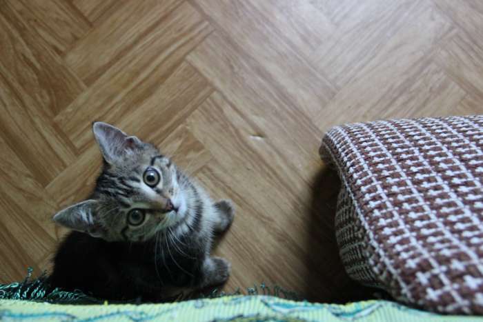 отдам в хорошие руки, фотография 2