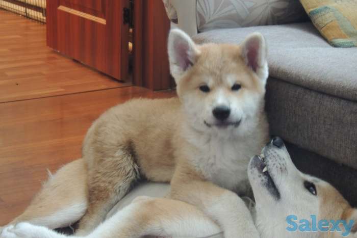 щенки акита ину, фотография 2