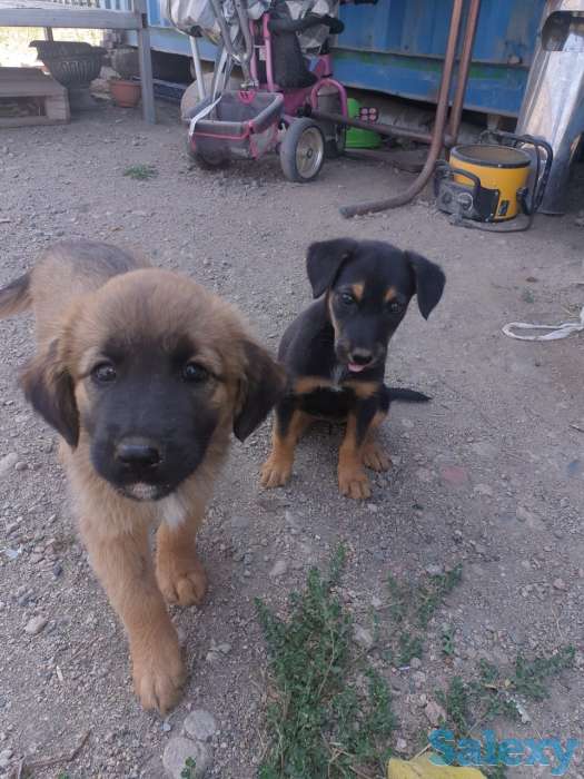 Отдам щенков в добрые руки!, фотография 2