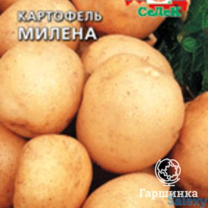 Семена Картофель Милена, фотография 1