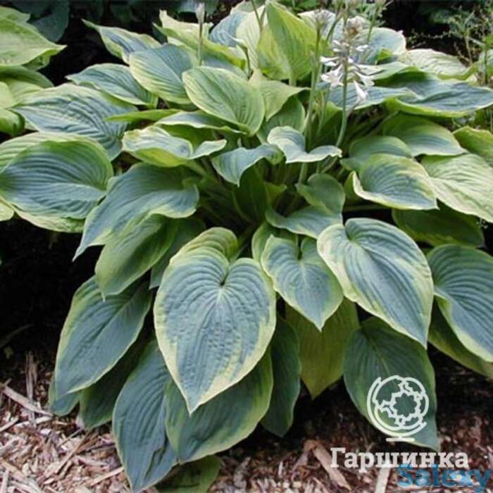 Хоста Алватин Тейлор (L), фотография 1