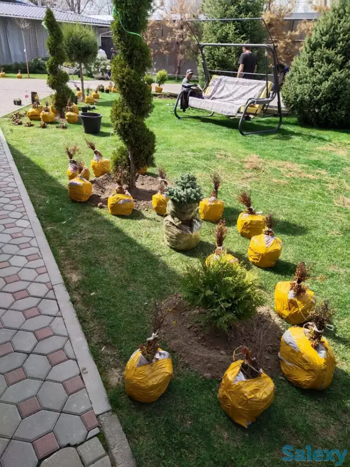 Ландшафтные работы. Озеленение., фотография 5