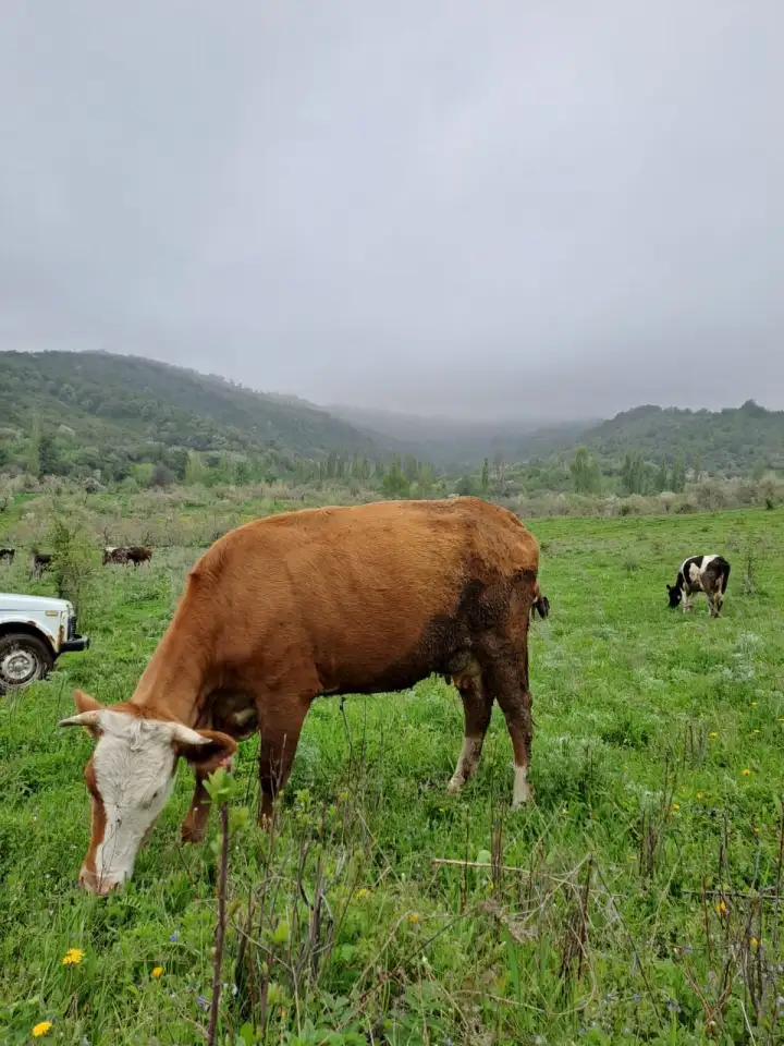 Корова первотел покрытая  ее бычок, фотография 5