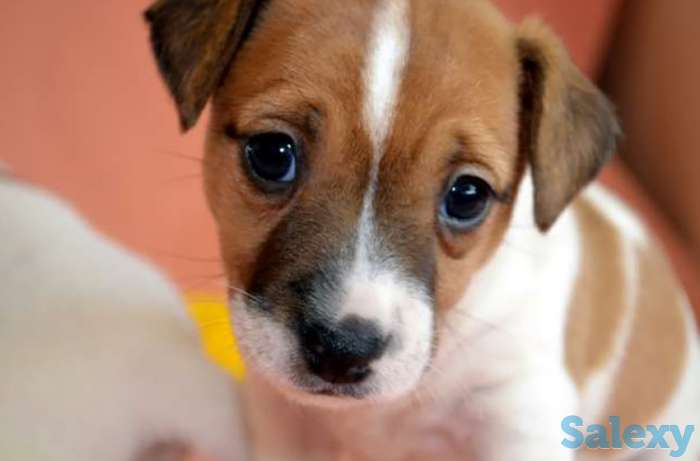 Продам щенков джек рассела терьера, фотография 1