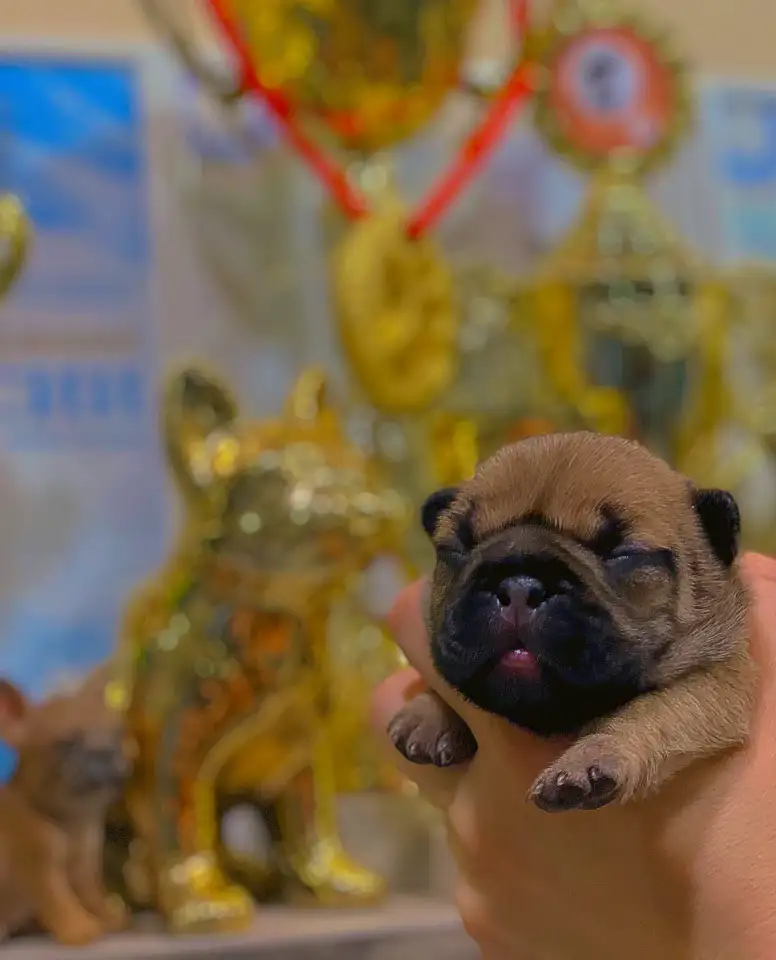 Щенок французского бульдога от чемпионов России, фотография 5